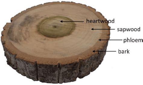 2 Cross Section Of A Woody Stem Liriodendron Tulipifera L Download