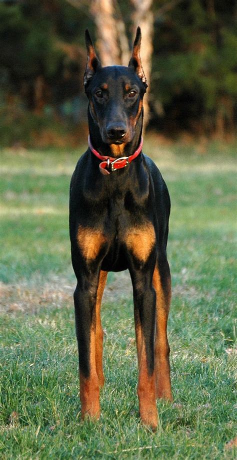 Dobermann - Pinscher type breeds - Dog breeds from Germany
