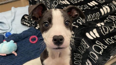 Cachorrinho desnutrido abandonado em um banheiro portátil Olhos