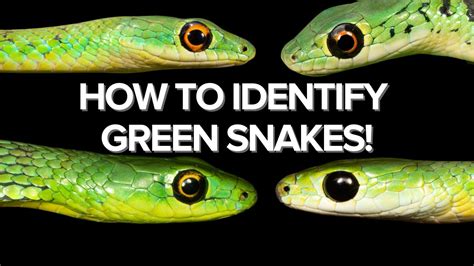 How To Identify Green Snakes Step By Step Youtube