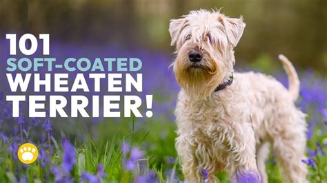 Soft Coated Wheaten Terrier Temperament Grooming And More Youtube