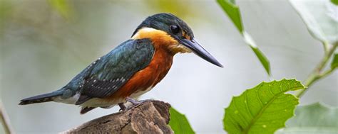 American Pygmy Kingfisher Michael Despines Photography