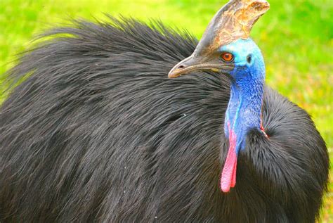 10 Amazing Flightless Birds In The World - The Mysterious World