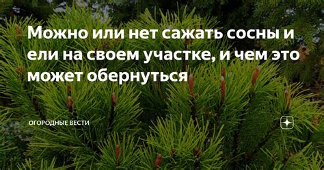 Можно или нет сажать сосны и ели на своем участке, и чем это может ...