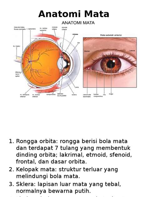 PDF Anatomi Mata Indo DOKUMEN TIPS