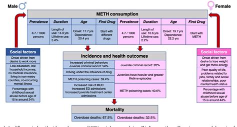 Figure From Sex Differences In Methamphetamine Use Disorder Perused From Pre Clinical And