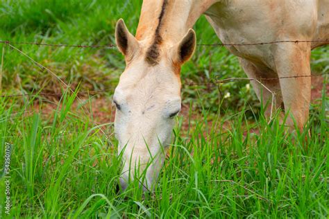 Close na cara de um cavalo branco um pouco sujo de terra e que está