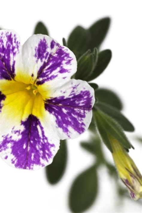 Westhoff Calibrachoa-Candy-Shop-Grape-Splash-101