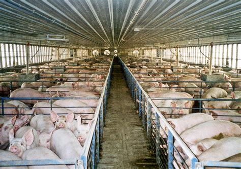 factory farms expanding  cruel unsustainable industrial agriculture