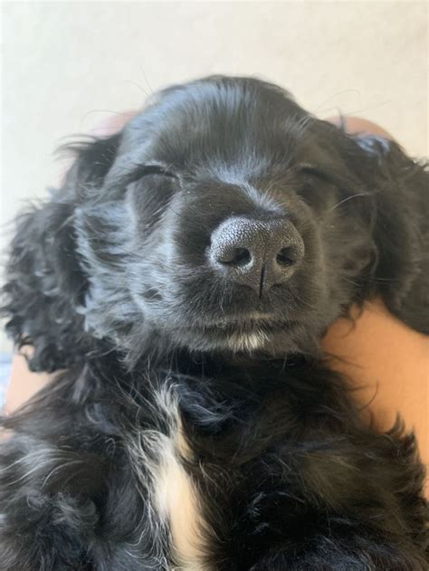 pin  amber cole wallace  black working dog puppy cocker spaniel cute dogs black cocker