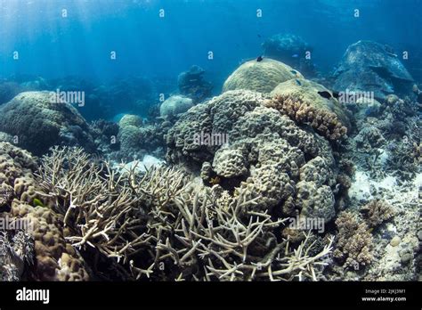 Beautiful And Colorful Coral Reef Photos Taken Under Water At The Great