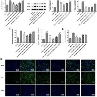 Uti Activates The Expression Of Akt Enos Signal In Pdgf Bb Induced