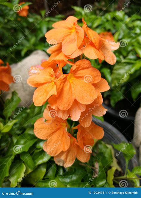 Crossandra Flowers Closeup Stock Image Image Of Outdoors 100247511