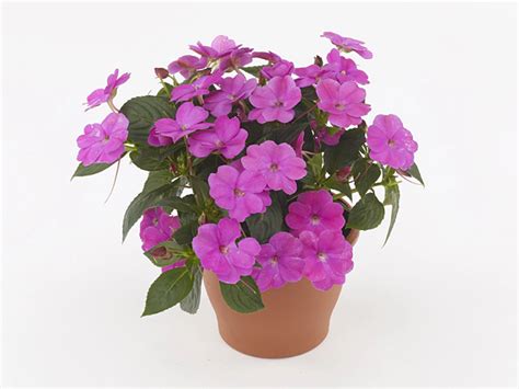 Impatiens Sunpatiens Compact Hot Pink