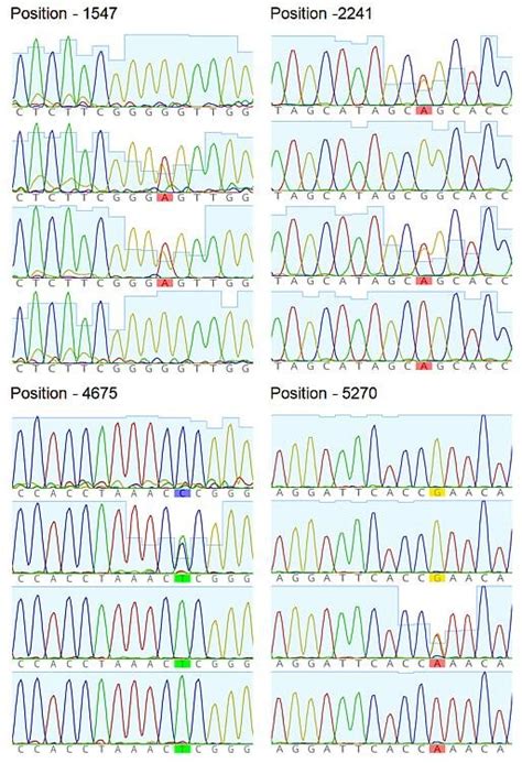 Representative sequence chromatograms showing positions of single ...