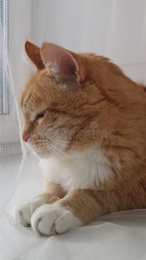 Laranja Vermelha Listrada O Gato Branco Que Senta Se Na Cortina Do