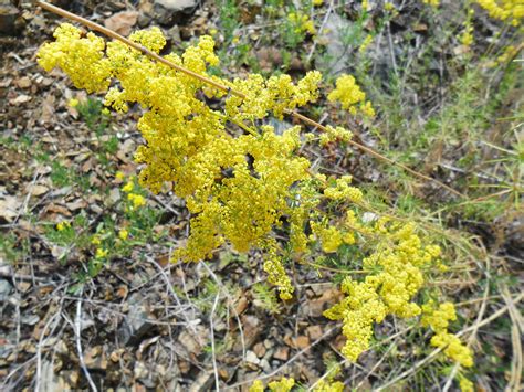 Подмаренник настоящий (102 фото) » НА ДАЧЕ ФОТО