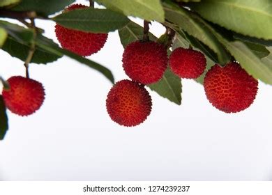 1,671 Arbutus Unedo Images, Stock Photos & Vectors | Shutterstock