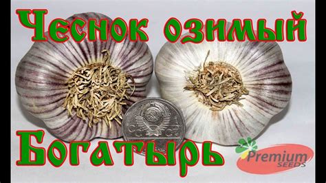 Чеснок озимый Богатырь - YouTube