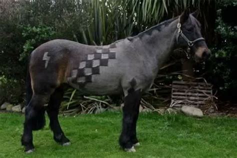 Clydesdale horse with unique facial markings