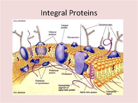 topic   plasma membranes ib biology