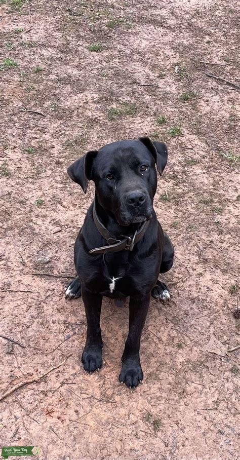 BLACK PERRO DE PRESA CANARIO - Stud Dog in North Carolina, United