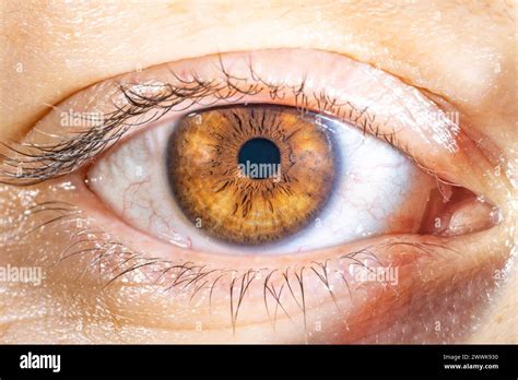 Description Female Brown Colored Eye With Long Lashes Close Up