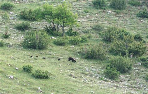 Parco Nazionale Dabruzzo Mamma Orso A Spasso Con Cuccioli Abruzzo