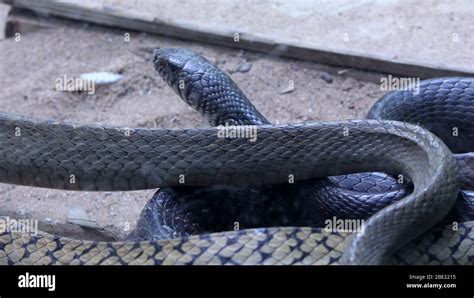 Australian Highly Venomous Eastern Brown Snake In Striking Position