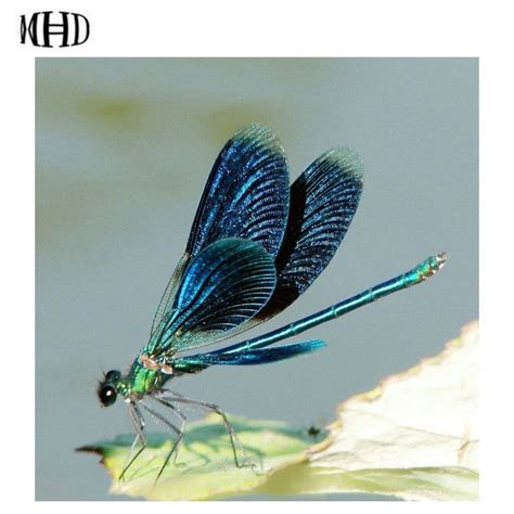 1174us Mhd Dragonfly Diamond Painting 5d Diy Diamond Cross Stitch