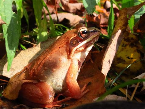 Tree Frogs In Central Pa Chun Nall