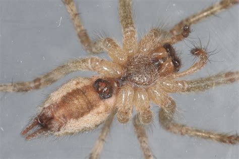 Réf 110665 ARACHNIDA Araneae Agelenidae Allagelena gracilens