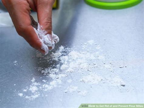 Flour mite - Alchetron, The Free Social Encyclopedia