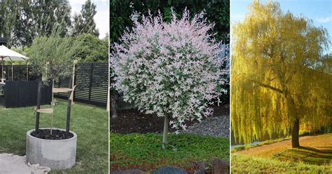 12 Best Types Of Pussy Willow Balcony Garden Web