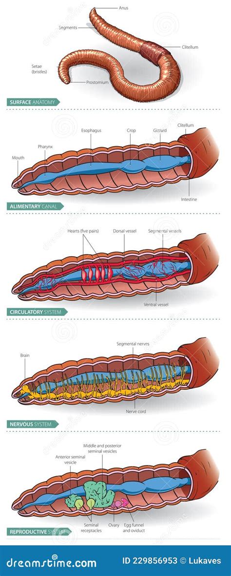 Labeled Simple Earthworm Diagram