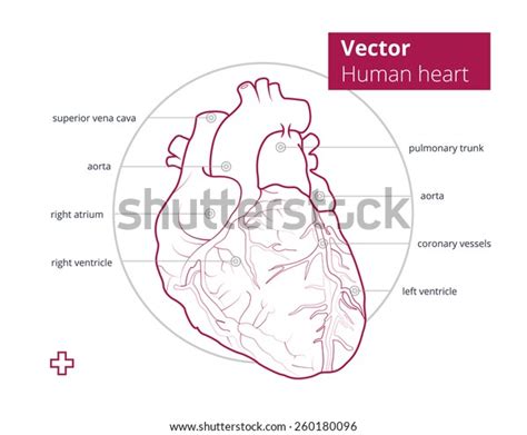 Vector Illustration Anatomy Heart Vector Illustration Stock Vector Royalty Free 260180096