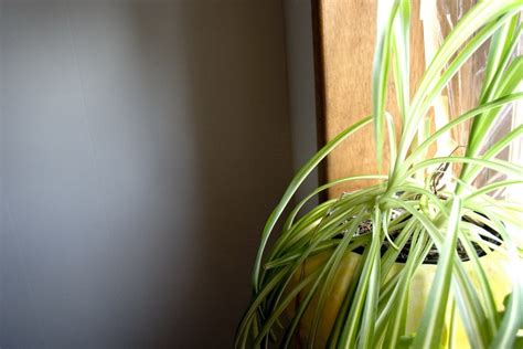 Световой режим для комнатных растений. Освещение искусственное ...