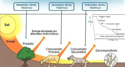 Cadeia Alimentar e Níveis Tróficos Mundo Ecologia