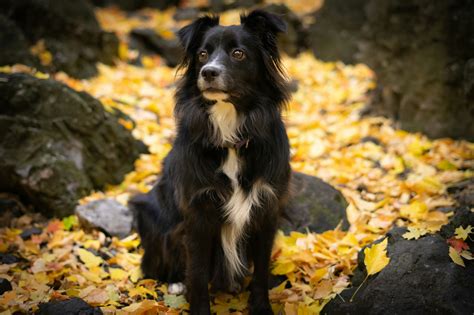 how to treat vaginitis in dogs