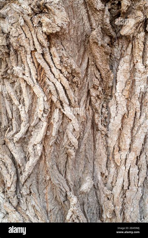 Eastern Cottonwood tree bark (Populus deltoides), E USA, by Dominique ...