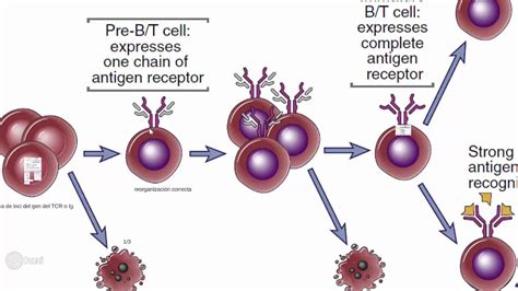 Linfocitos T Y Maduraci N Youtube