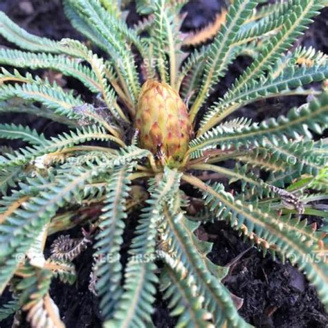 Honeypot Dryandra Banksia Nivea