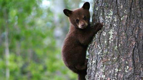 Protecting Your Food From Bears - Backpacking Light