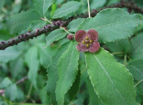 Бересклет посадка и уход, фото сортов, выращивание и размножение ...