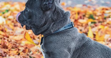 black english bulldog puppy  stock photo