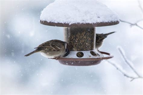 Nourrir Les Oiseaux En Hiver Que Faut Il Savoir