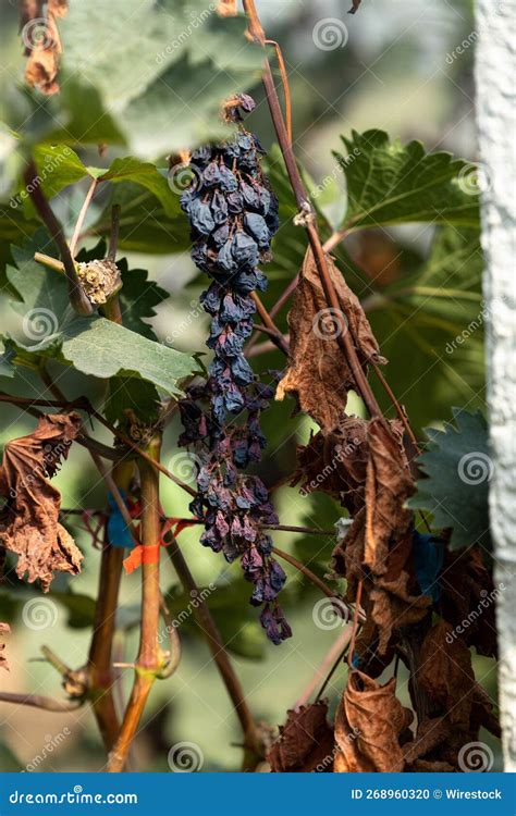 Tomada Vertical De Uvas Secas Foto De Stock Imagem De Vinhedo Seco