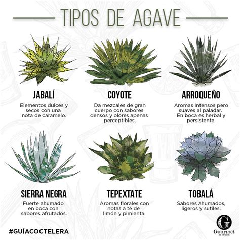 Tipos De Agave