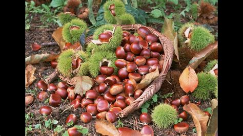 Каштан мягчайший (Castanea mollissima) на Южном Урале первое ...