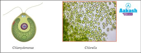 difference  unicellular  multicellular organisms  biology